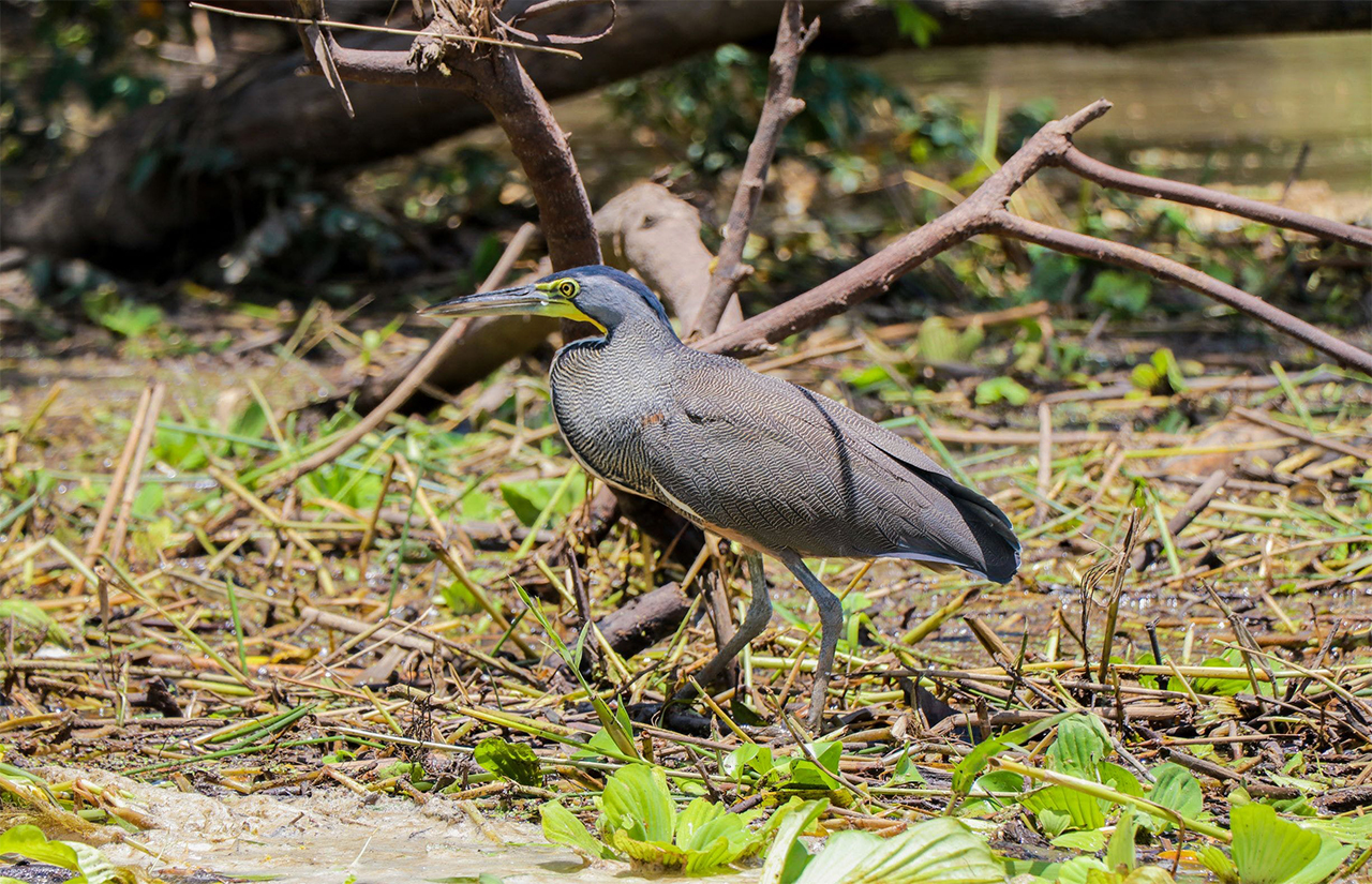 Palo Verde Birds