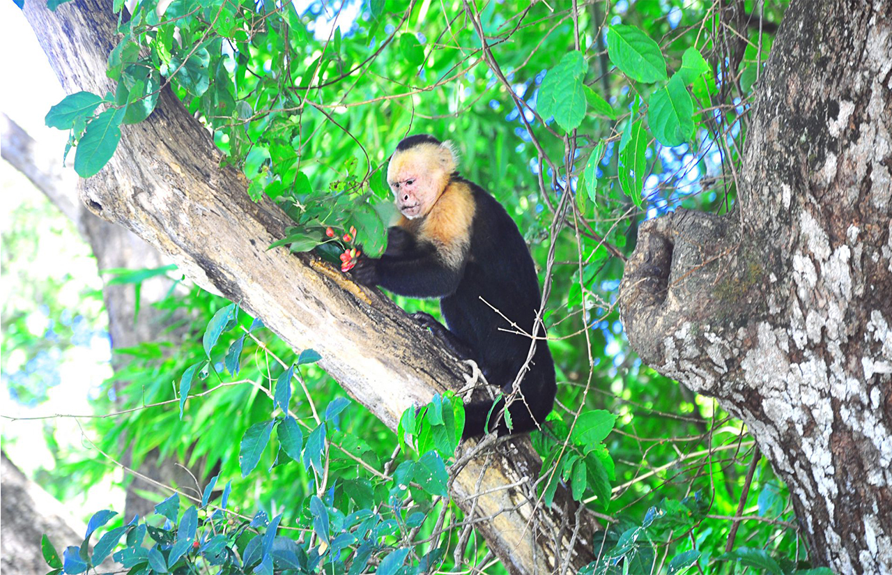 Monkey Sightings